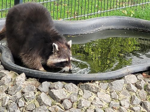  at Lebenshof Tierisches Glück in Oelde