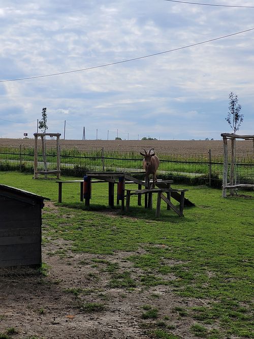  at Lebenshof Tierisches Glück in Oelde