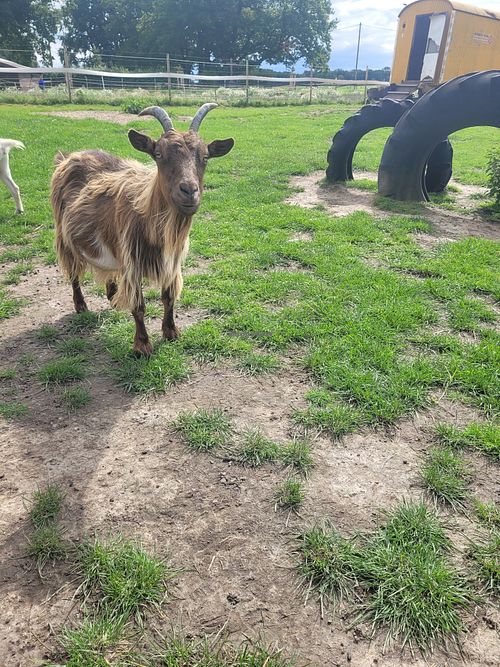  at Lebenshof Tierisches Glück in Oelde