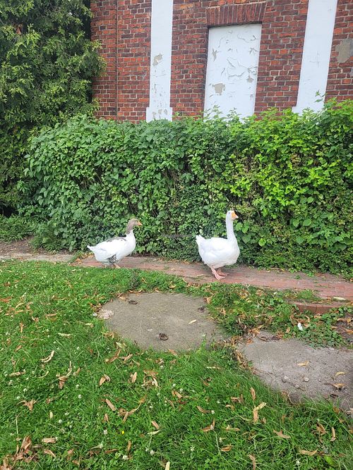  at Lebenshof Tierisches Glück in Oelde