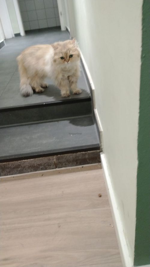 Resident at Katzentempel - München in Munich