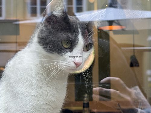 cat  at Katzentempel - München in Munich