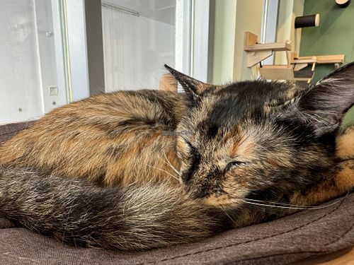 cat  at Katzentempel - München in Munich