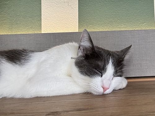 sleepy cat  at Katzentempel - München in Munich