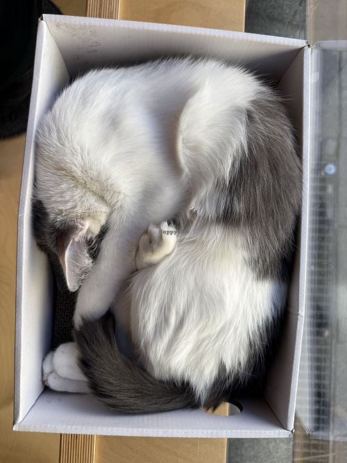 cat in a box  at Katzentempel - München in Munich