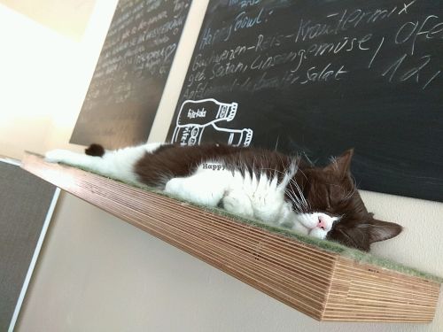 Balou at Katzentempel - München in Munich