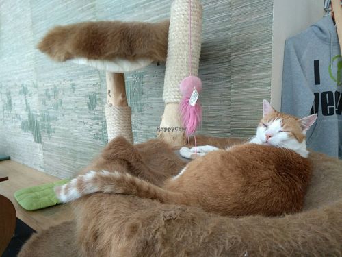 Jack at Katzentempel - München in Munich