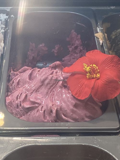 Vegan Sweet Hibiscus gelato   at Papalani Gelato in Koloa