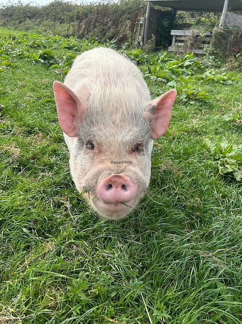   at Little Pigs At Home Animal Sanctuary in Tegryn