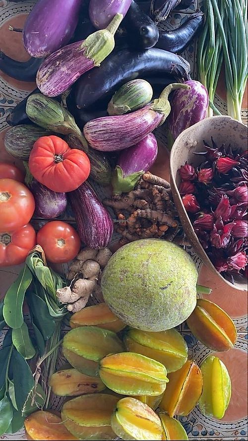 Sugar Apple Bed and Breakfast St Croix B&B HappyCow