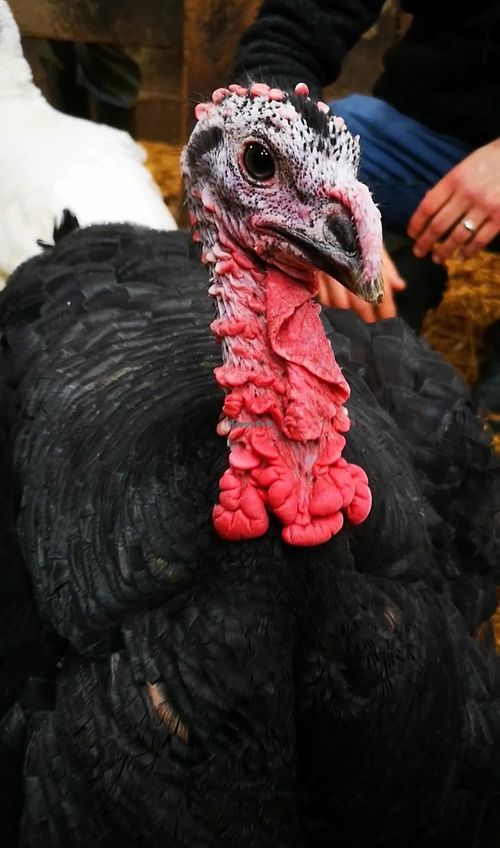 One of the residents 💚 at Tower Hill Stables Animal Sanctuary in Maldon