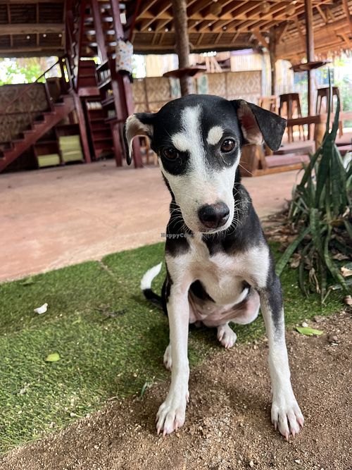 Puppy  at Belle's Beach Bar in San Juan