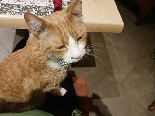 Cats available for cuddles, if wanted! at Restaurante Il Bandito in Altea