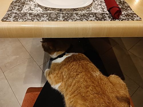 Cats available for cuddles, if wanted! at Restaurante Il Bandito in Altea