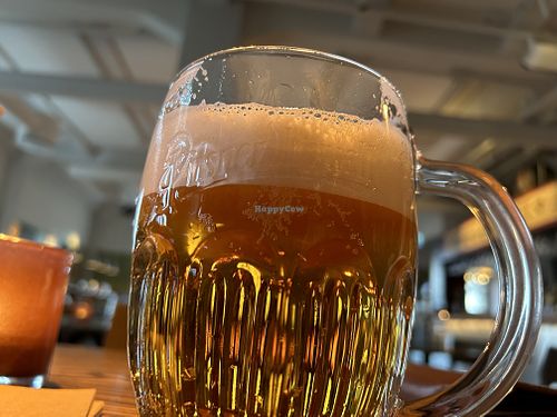 Fresh, unpastuerised Pilsner Urquell  at Schnitzelplatz Lagerhuset in Gothenburg