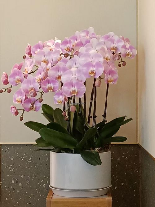   at Ru Pure Vegan - 博华广场店 in Shanghai