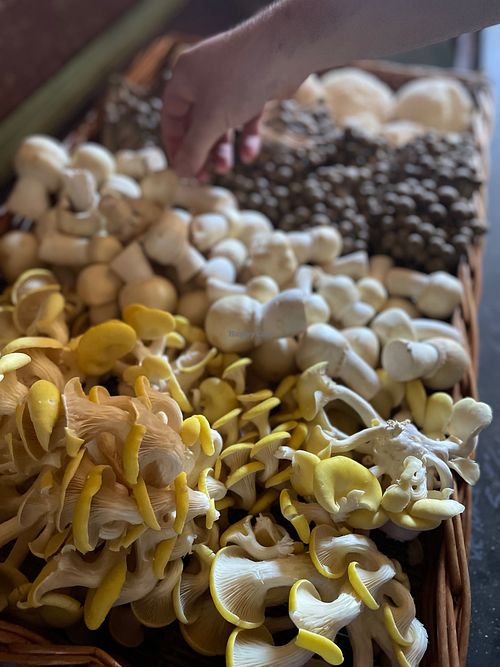 Wekelijks diverse soorten paddenstoelen. at De Graanhalm in Kalmthout
