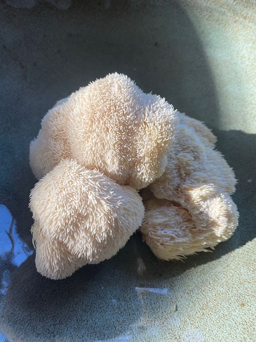 Pom pom blanc - pruikzwam - lions mane. at De Graanhalm in Kalmthout