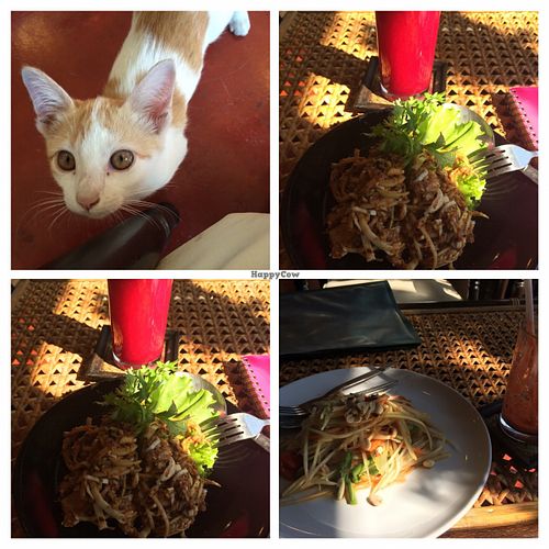Papaya Salad, banana flower, orange beetroot juice and a little guest at Fuang Vegetarian in Chiang Mai