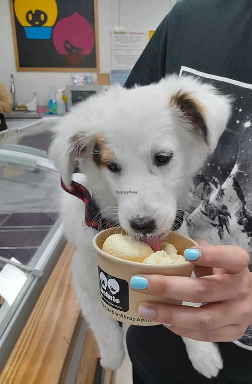 Hay helado para perrito   at Helnie in Queretaro