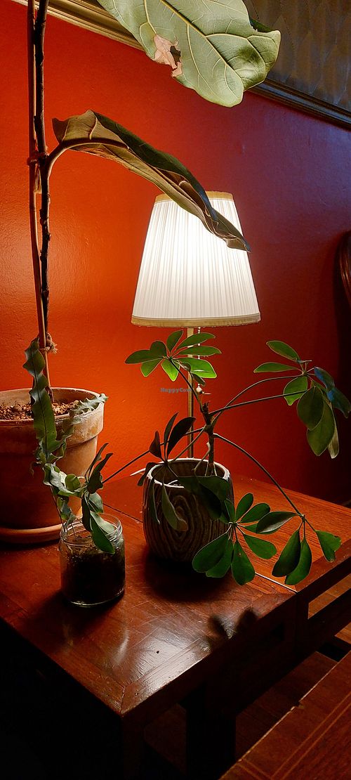 Gemütliche Ecke at V-Cake Cafe in Dresden