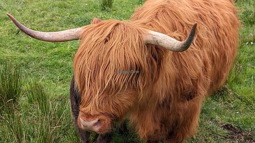 Highland coos adjacent to coffee shop. at Highland Deli & Takeaway in Portree
