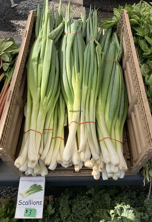 Huge scallions! at Apple Valley Farmers Market in Apple Valley