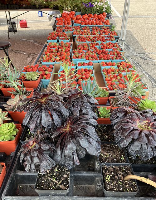  at Lakeville Farmers Market in Lakeville