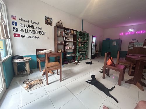 cats😄  at Luni Lombok in 