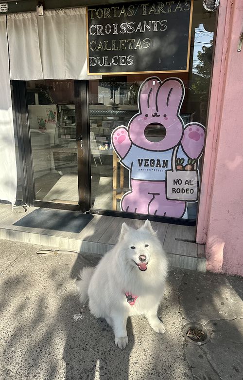   at Momo Vegan Bakery  in Nunoa