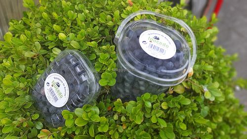 Arandanos de la zona en temporada at Bar El Cafetin in Asturias