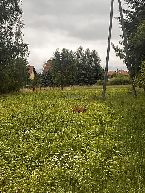   at Pierogarnia Pierogi z Pasją in Zywiec