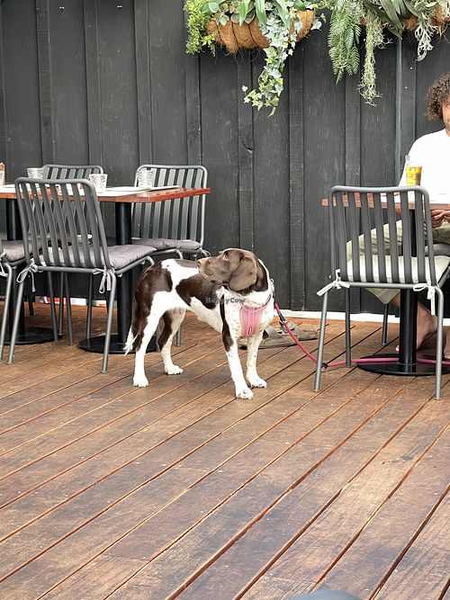   at The Olive Kitchen in Auckland