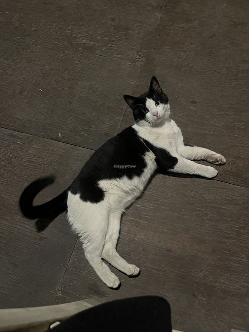   at Kafe-mezedopoleio Ta miglakia in Crete