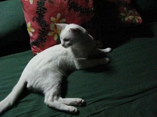  at Nusa Island Retreat in Kavieng