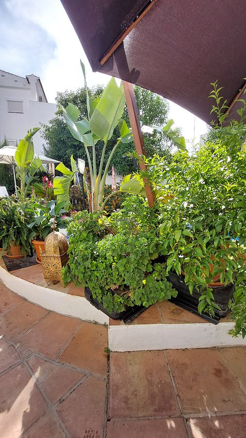 Garden area at Secret Garden Restaurant   in Malaga