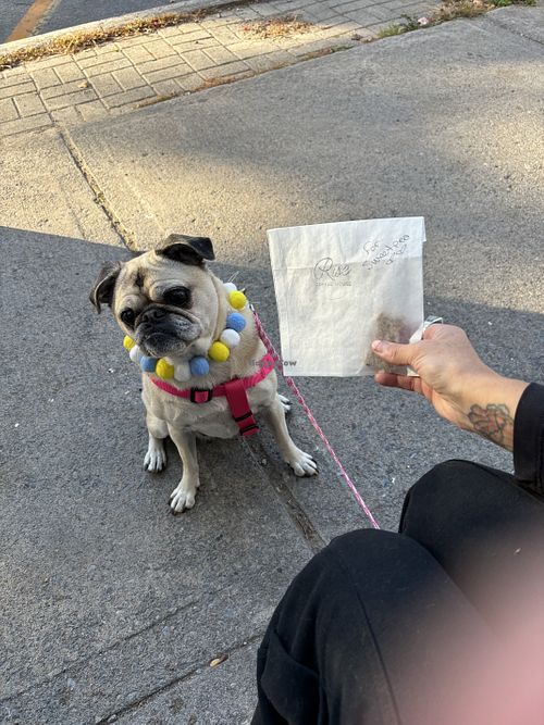 They even have our pup a dog cookie   at Rise Coffee House in Wellington