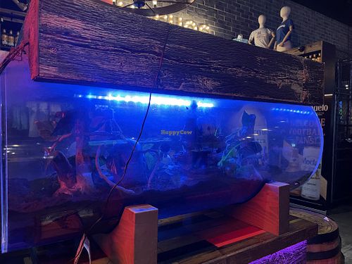 Tank that is supposed to have live scorpions😒 at Nacho Daddy - Downtown in Las Vegas