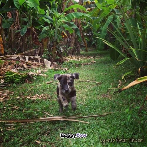 Just one of the few beautiful dogs on the property ♥  at Ital Creations - Food Stall in Basseterre