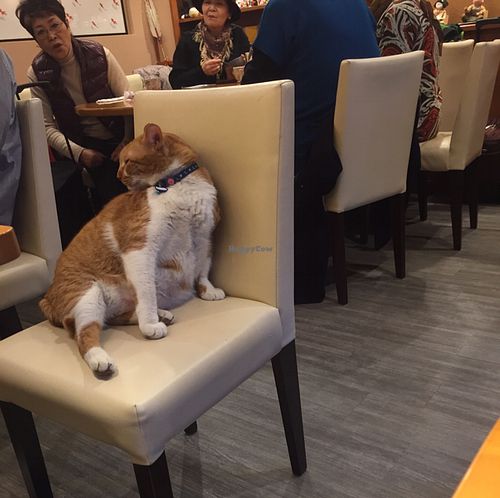 store cat :) at Kanro Shichifukujin in Tokyo