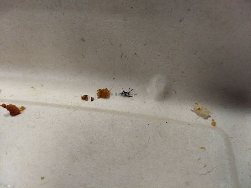 Fly under club sandwiche's salad. Slimey greens had already been tossed. at LAX - Real Food Daily - T4 in Los Angeles