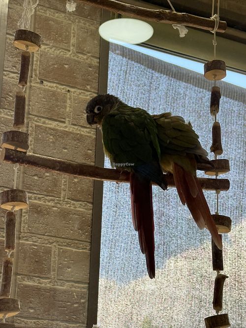 “Who you lookin’ at??"  at Cafe Macro Miyori - 美与利 カフェマクロビヨリ in Fukuyama