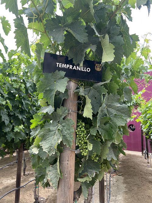   at Monte Xanic in Valle De Guadalupe