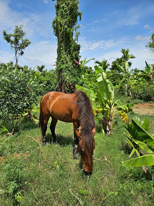  at The Lilac Farm in Karnataka