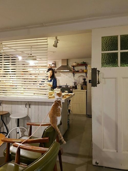 Cat and Kitchen at Cook and Book 쿡앤북 in Seoul