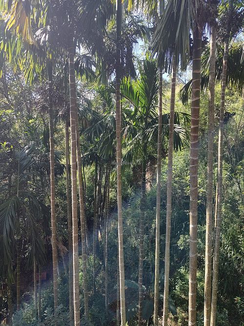 The view 🌴 at Sintha bara Lonthe - Konich in Ella