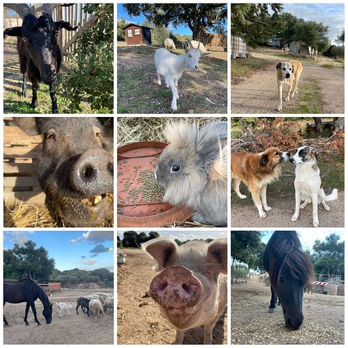Buona compagnia   at Rifugio di Miki Pig in Telti