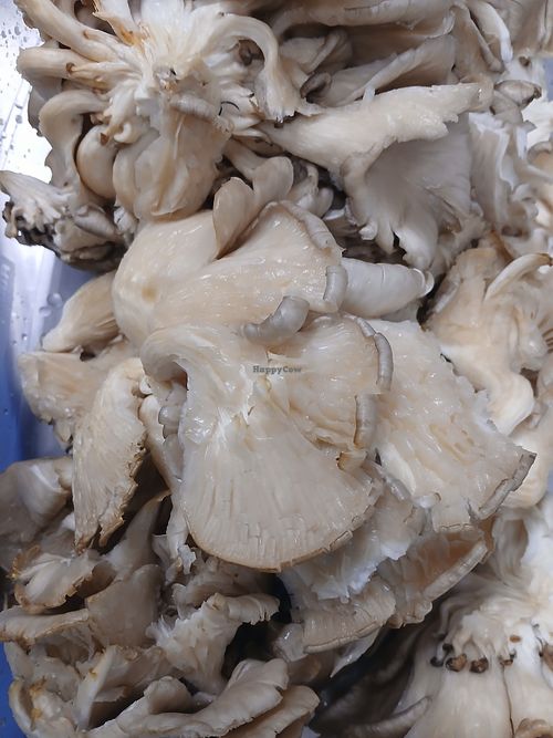  at Italisvitalcafe in Norfolk