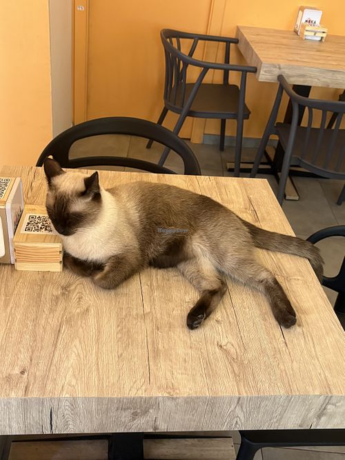   at Cat Café Firenze  in Florence