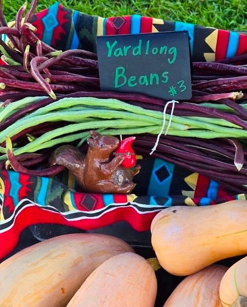 Yard long beans  at Fat Squirrel Peppers in Tuscaloosa